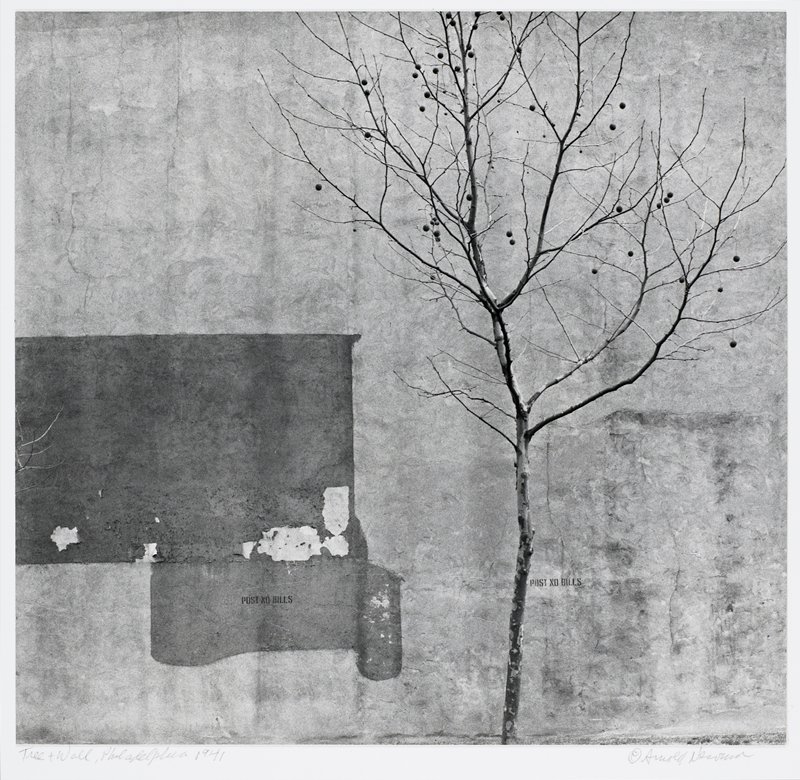Tree and Wall, Philadelphia by Arnold Newman
