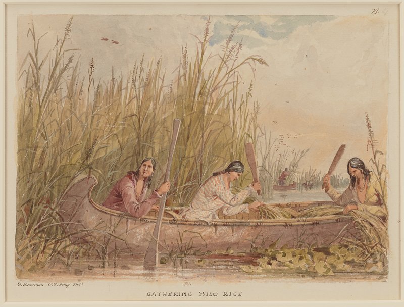 Gathering Wild Rice, Seth Eastman, 1849–55