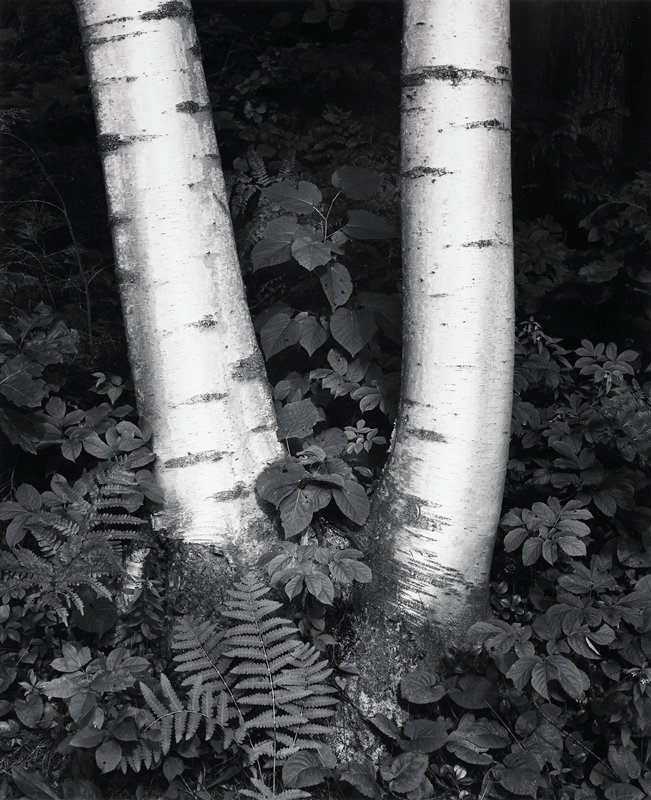 Birch Trunks, New Hampshire, John Sexton, 1984