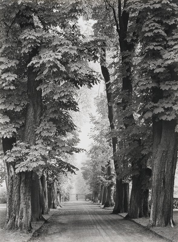 Kastanienallee, Bad Pyrmont, Germany, Albert Renger-Patzsch, 1912–66