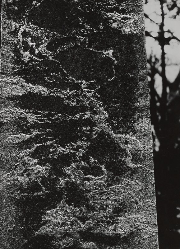 Untitled [tree trunk?], Minor White, 1957