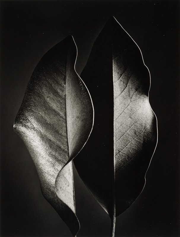 Two Leaves, Ruth Bernhard, 1952 (printed 1970s)