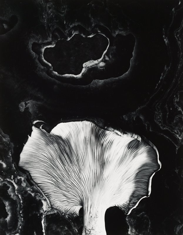 Fungus, Ipswich, Massachusetts, Paul Caponigro, 1962