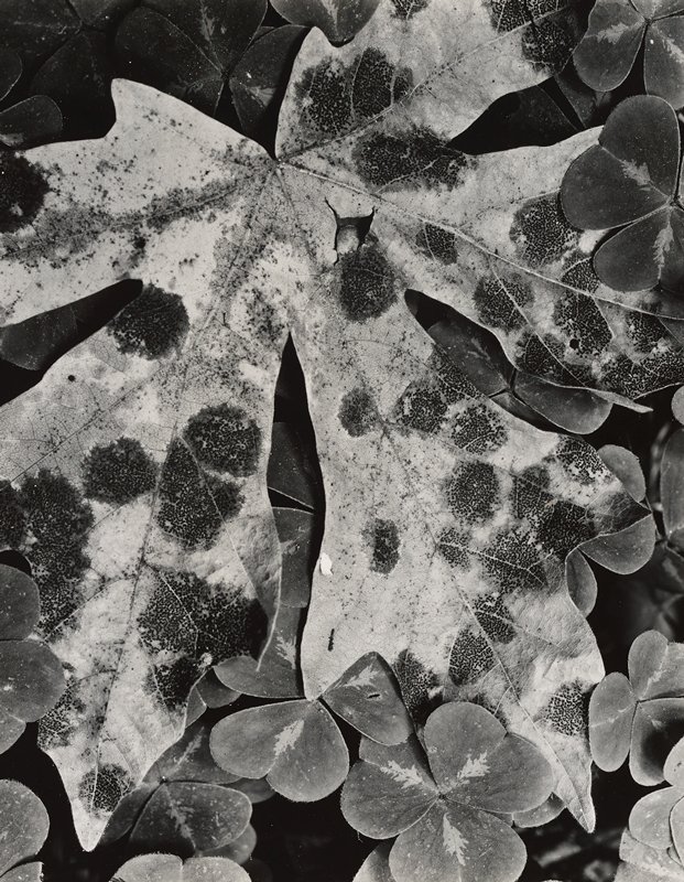 Leaves, Wynn Bullock
