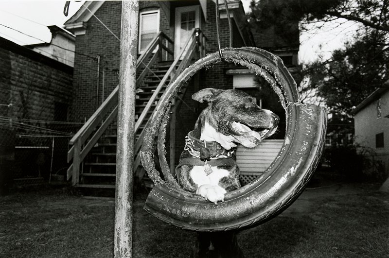 Dog, Frogtown, Wing Young Huie, 1994