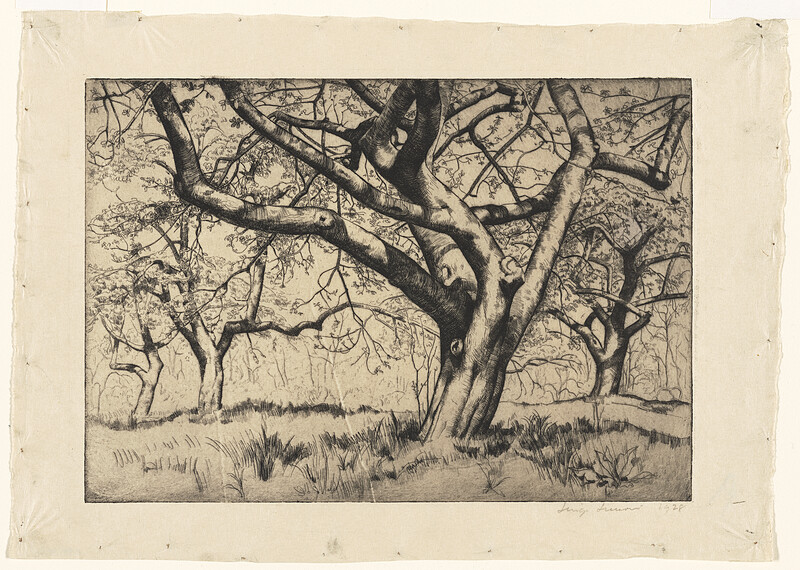 Apple Trees, Luigi Lucioni, 1927