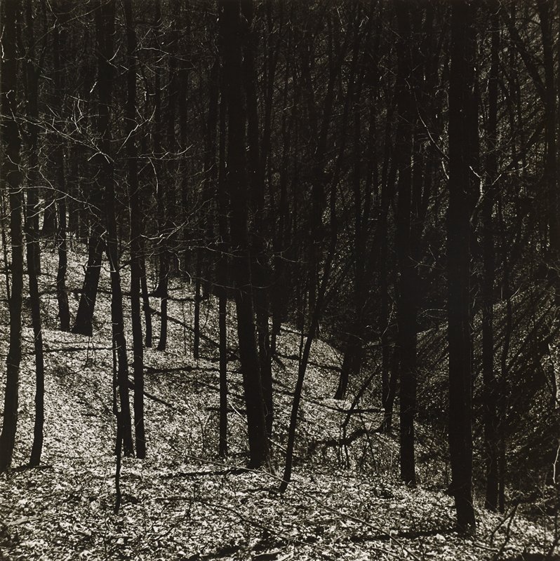 Untitled [trees on a hill], Ralph Eugene Meatyard