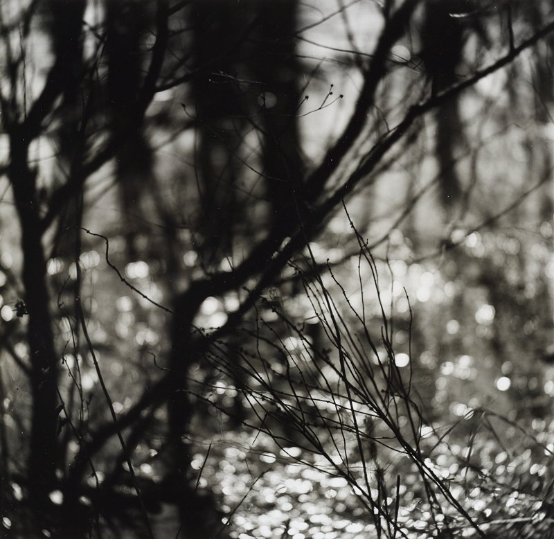 Untitled [branches], Ralph Eugene Meatyard