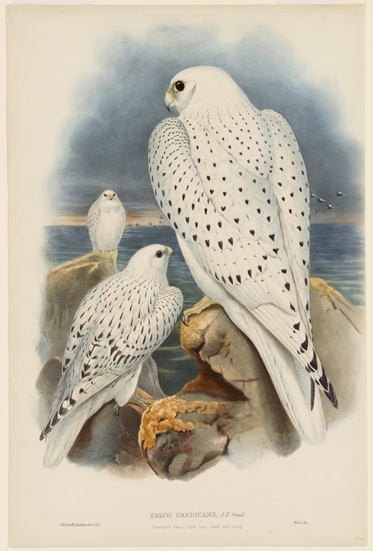 Greenland Falcon, John Gould, 1862–73