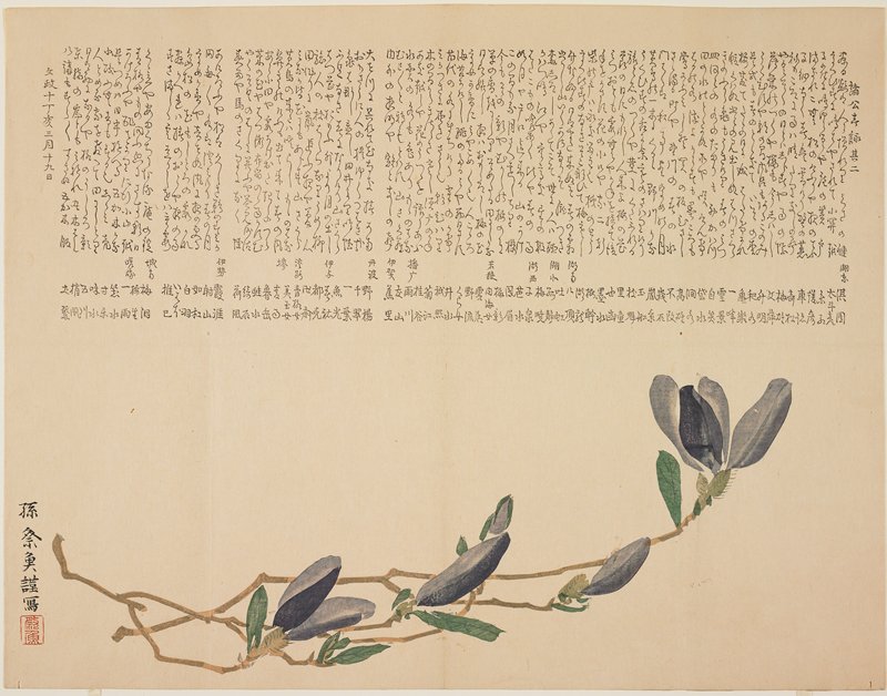 Purple Magnolia, Kitagawa Saigyo, 1827