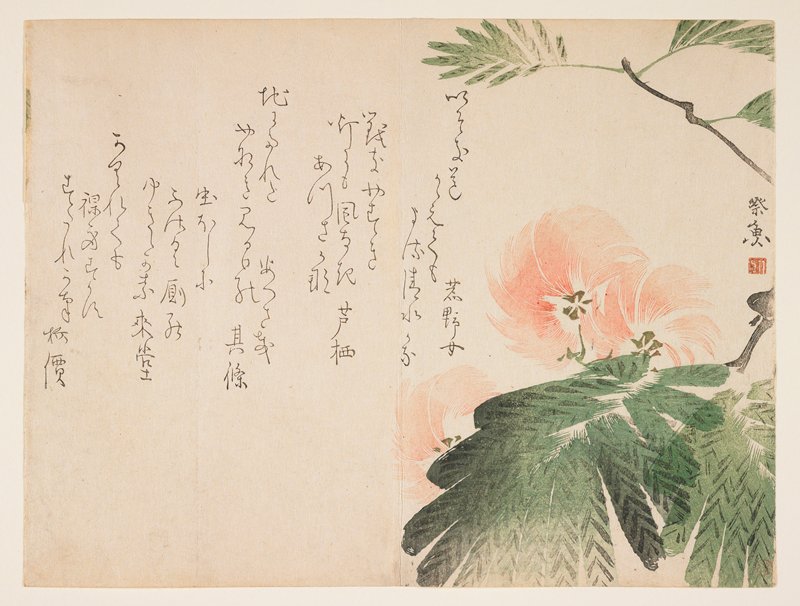 (Flowering silk tree), Kitagawa Saigyo, c. 1830–43