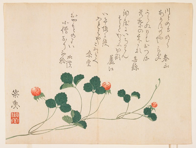 Raspberries, Kitagawa Saigyo, 19th century