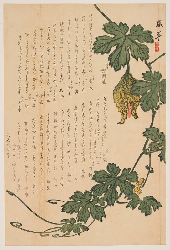 Bitter Melon, Dodo Kōnen, 1825