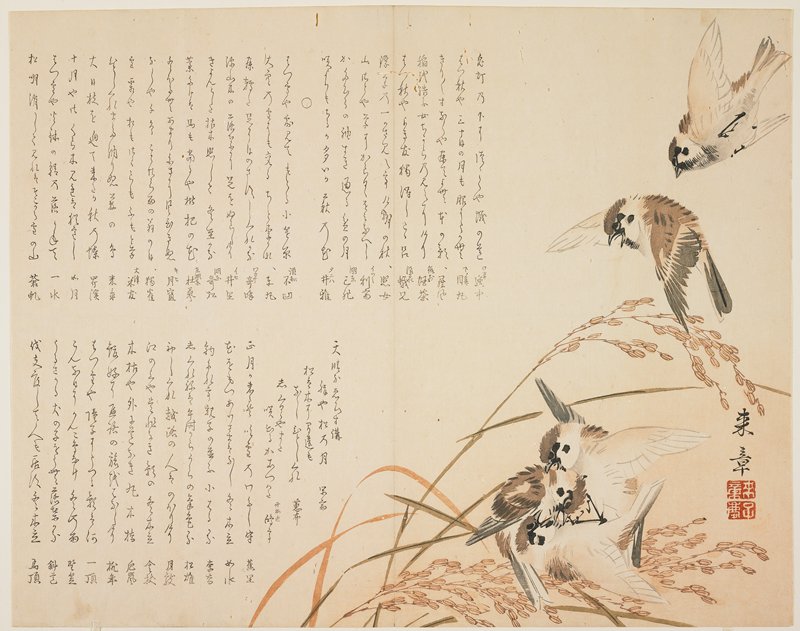 Sparrows amid Ripe Rice, Nakajima Raishō, 1820s–1850s