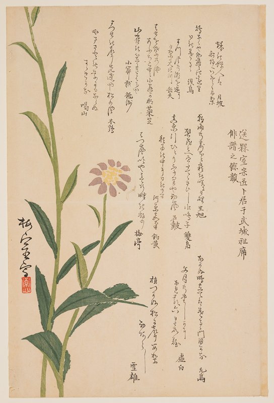 (Purple flower), Sakurai Baishitsu, 1830s