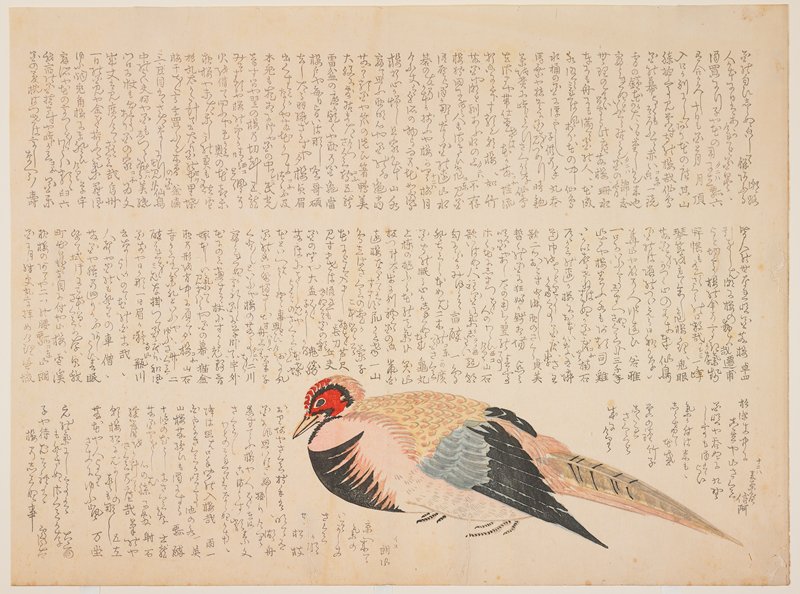 (Pheasant), c. 1818–29