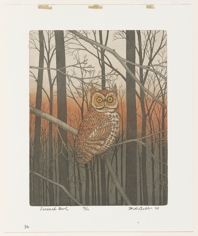 Screech Owl, Maurice R. Bebb, 1969