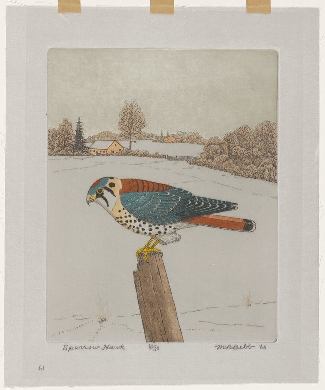 Sparrow Hawk, Maurice R. Bebb, 1966