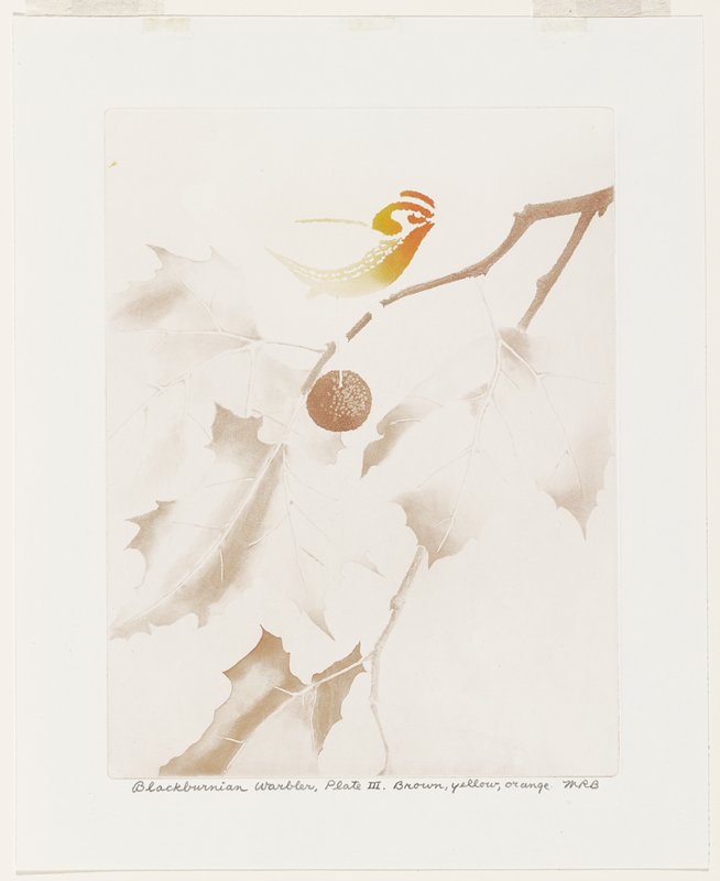 Blackburnian Warbler, Plate III, Brown, Yellow, Orange, Maurice R. Bebb, 1954