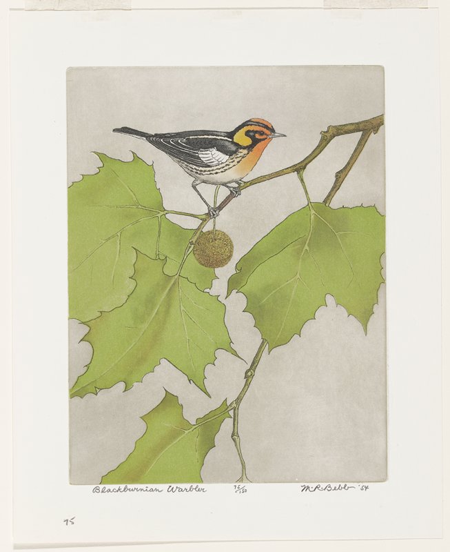 Blackburnian Warbler, Maurice R. Bebb, 1954