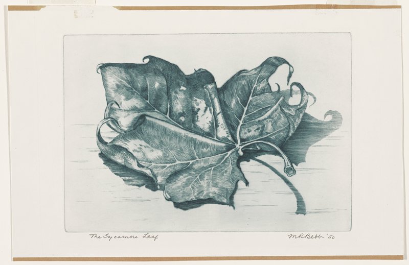 The Sycamore Leaf, Maurice R. Bebb, 1950