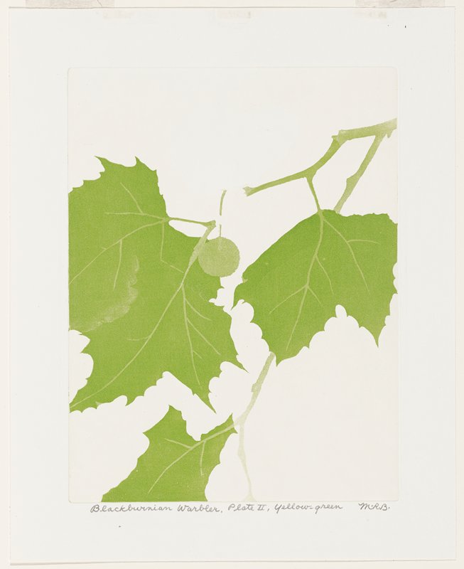 Blackburnian Warbler, Plate II, Yellow-Green, Maurice R. Bebb, 1954
