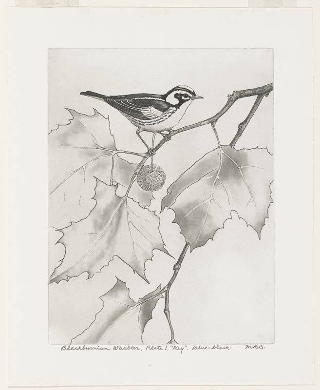 Blackburnian Warbler, Plate I, 'Key' Blue-Black, Maurice R. Bebb, 1954
