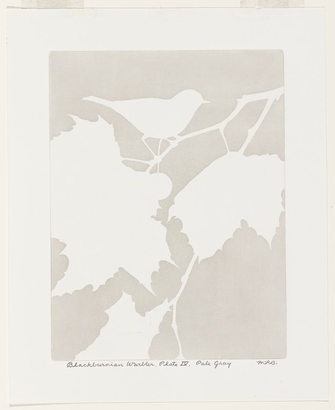 Blackburnian Warbler, Plate IV, Pale Gray, Maurice R. Bebb, 1954