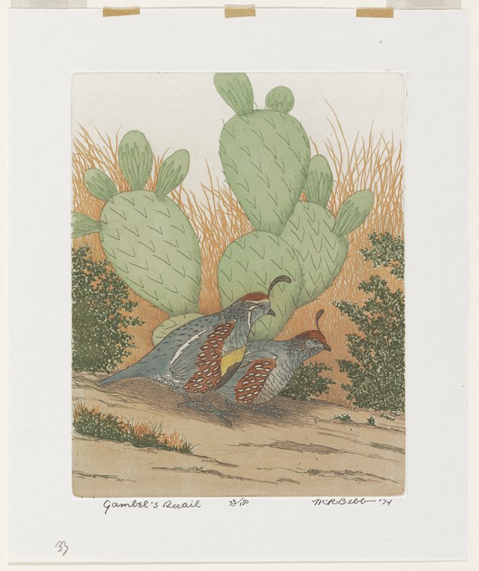 Gambel's Quail, Maurice R. Bebb, 1974