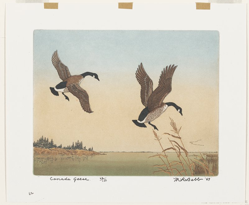 Canada Geese, Maurice R. Bebb, 1967