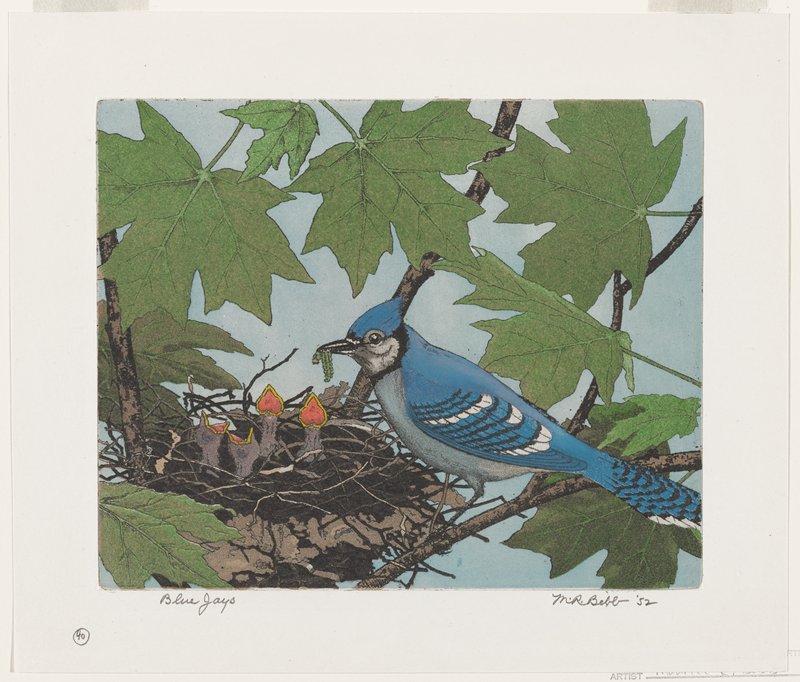 Blue Jays, Maurice R. Bebb, 1952