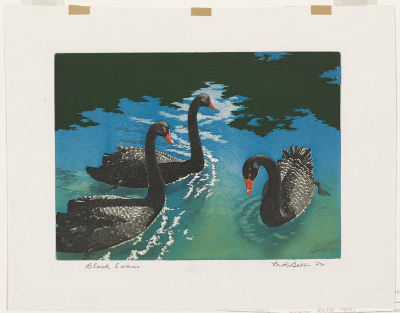 Black Swans, Maurice R. Bebb, 1952