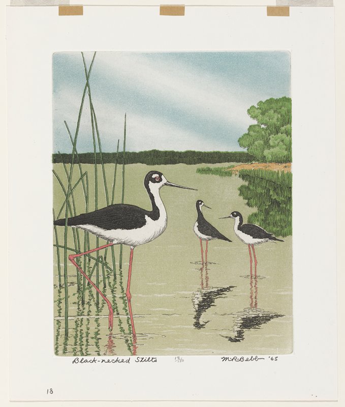 Black-necked Stilts, Maurice R. Bebb, 1965