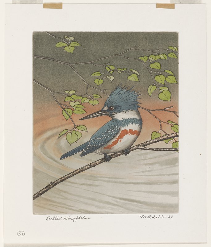 Belted Kingfisher, Maurice R. Bebb, 1954