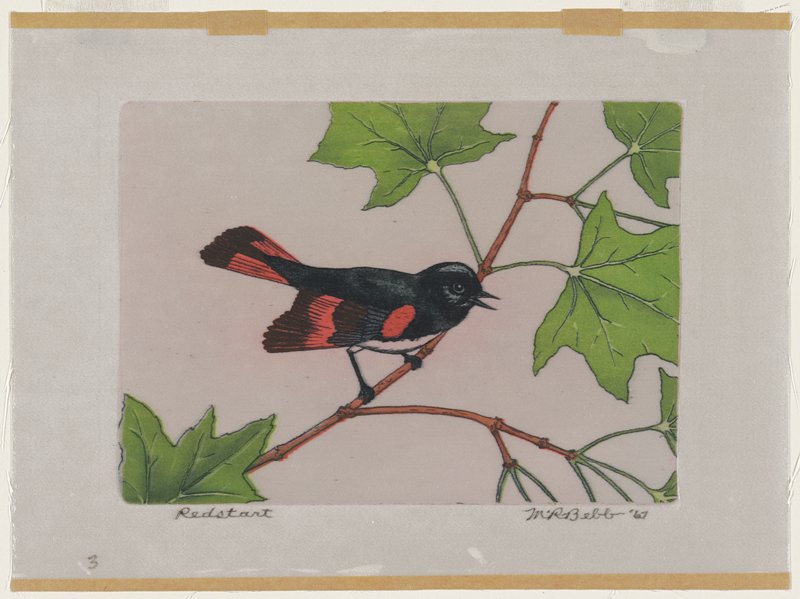 Redstart, Maurice R. Bebb, 1967