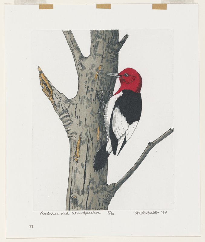 Red-Headed Woodpecker, Maurice R. Bebb, 1964