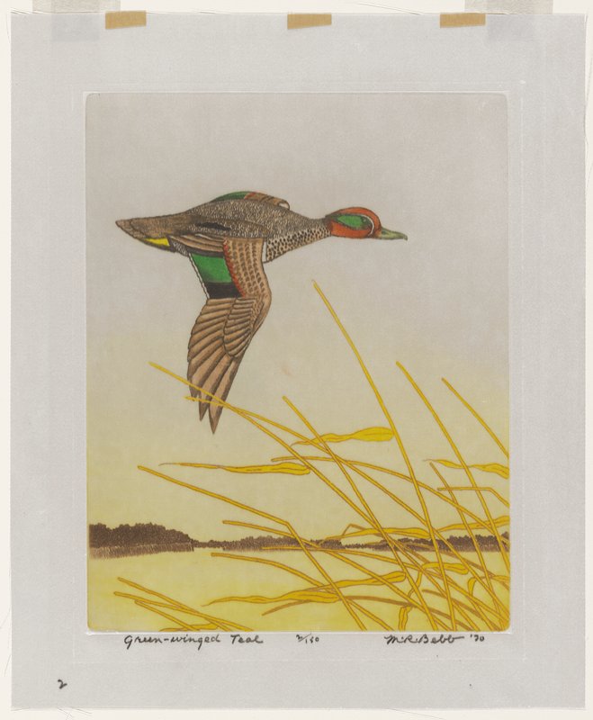 Green-winged Teal, Maurice R. Bebb, 1970
