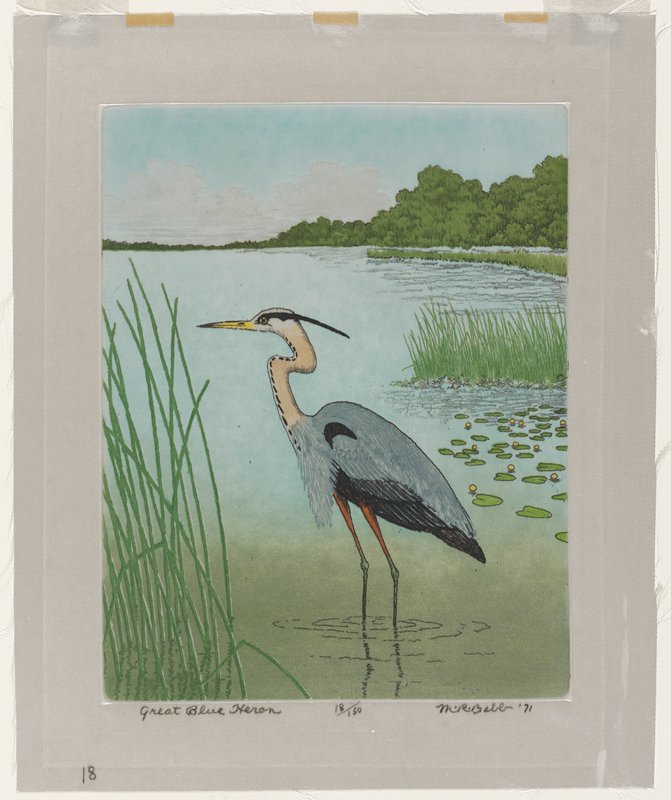 Great Blue Heron, Maurice R. Bebb, 1971