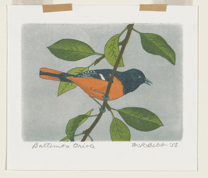 Baltimore Oriole, Maurice R. Bebb, 1955