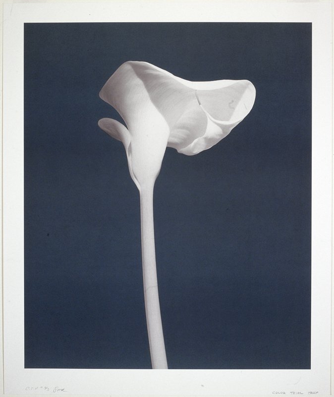 America: Calla Lily, Robert Mapplethorpe, 1988
