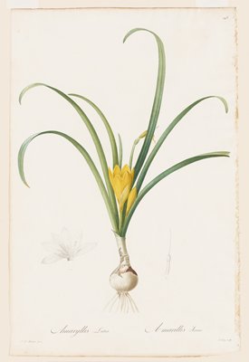 Dokumentasi “Anggota kelompok terkait: Amaryllis lutea (P.93.11)”. Minneapolis Institute of Art.