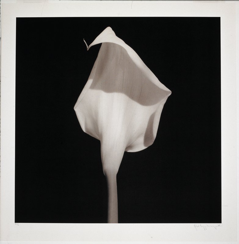 Calla Lily, Robert Mapplethorpe, 1988