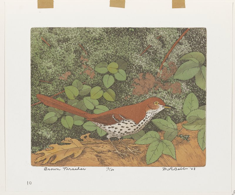 Brown Thrasher, Maurice R. Bebb, 1968