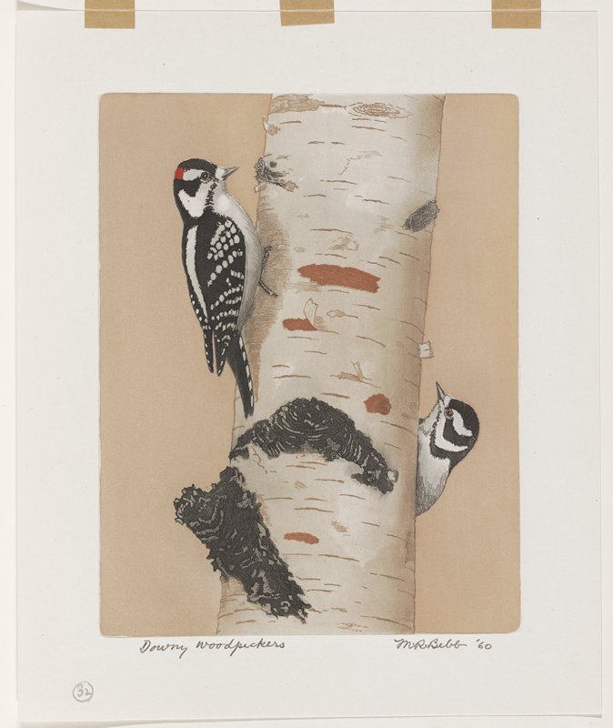 Downy Woodpeckers, Maurice R. Bebb, 1960