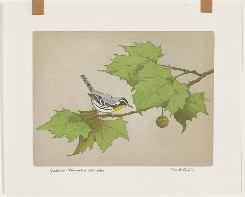 Yellow-Throated Warbler, Maurice R. Bebb, 1954