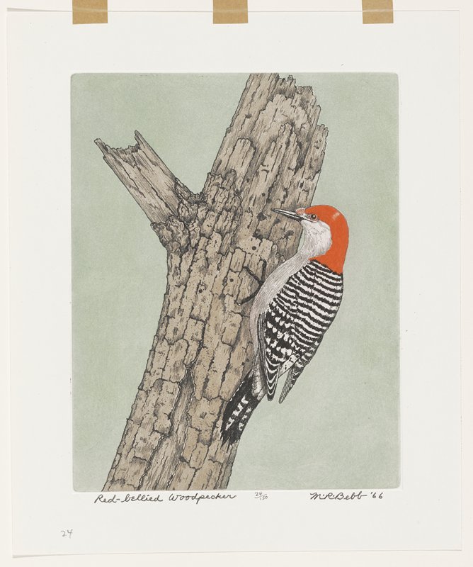 Red-bellied Woodpecker, Maurice R. Bebb, 1966
