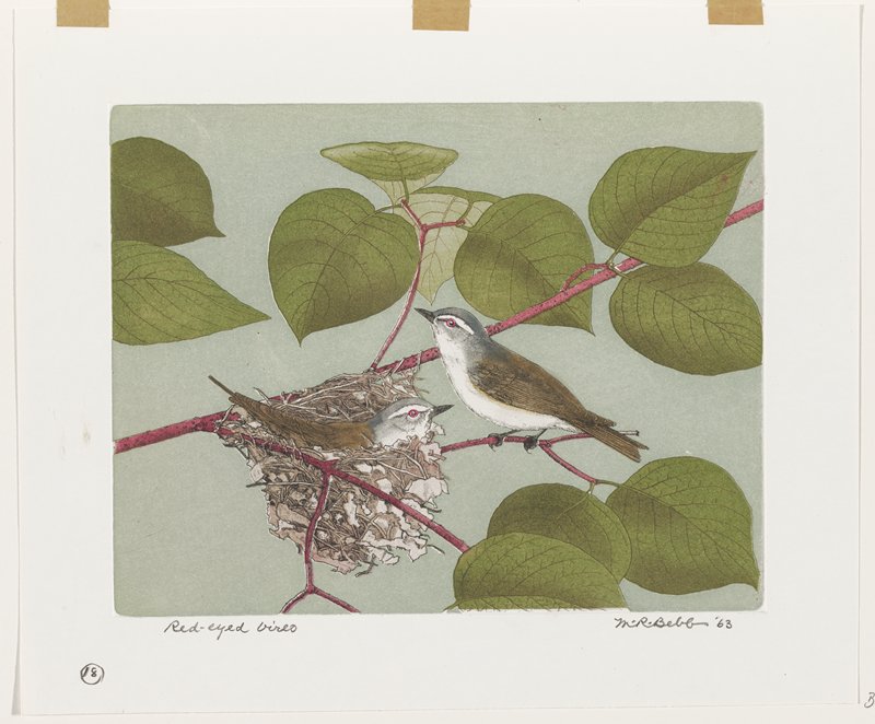 Red-eyed Vireo, Maurice R. Bebb, 1963