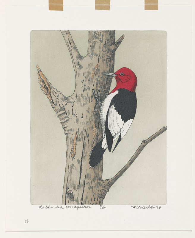 Redheaded Woodpecker, Maurice R. Bebb, 1965
