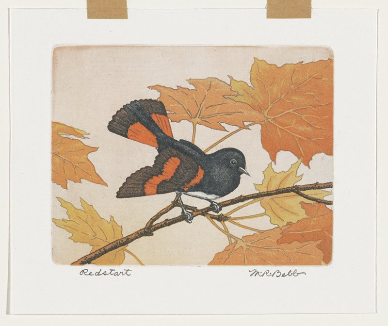 Redstart, Maurice R. Bebb, 20th century