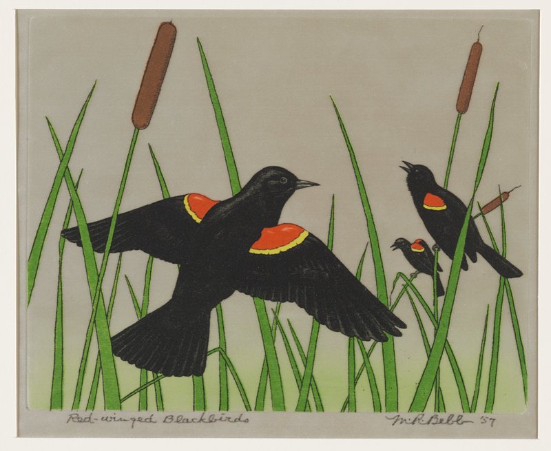 Red-winged Blackbirds, Maurice R. Bebb, 1957